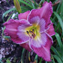 Spacecoast Road King Daylily
